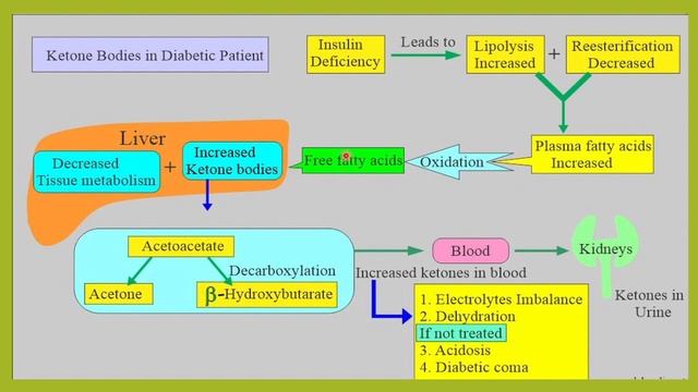 KETONURIA.KETONES IN URINE TEST,CAUSES OF KETONURIA,DANGER IN DIABETEICS IF KETONES POSITIVE. смотреть онлайн