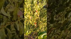 Сорт персика ПОСОЛ МИРА