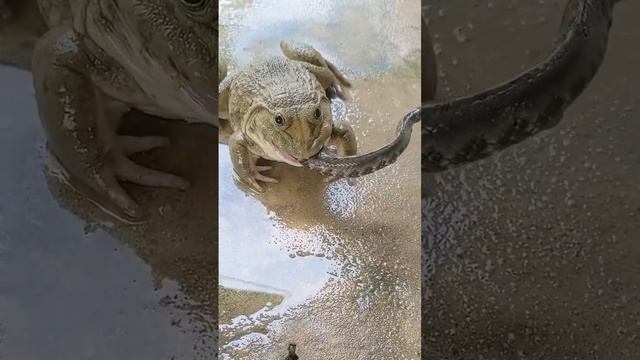 Frog eat the snake 🐸🐍 смотреть онлайн
