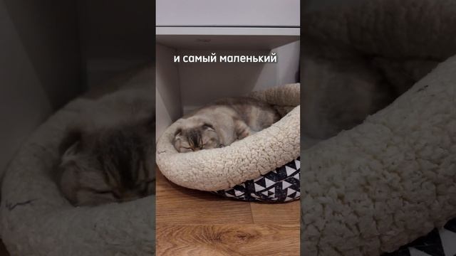 Бедная кошечка, говорили они...