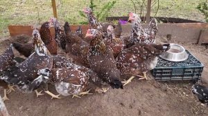 Курочки-рябы / Доминант триколор 5,5 мес.