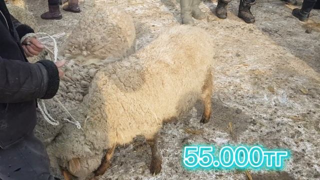 Жаркент мал базары 12.02.2023ж смотреть онлайн