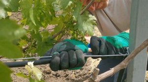 Наконец сделал КАПЕЛЬНЫЙ ПОЛИВ виноградника