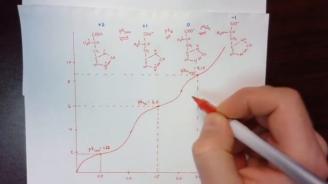 Detailed explanation of titration curve of histidine смотреть онлайн