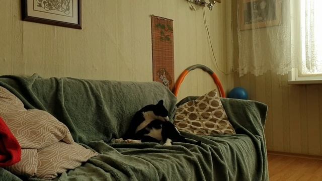 Котики | Кототерапия | Жизнь в Эстонии смотреть онлайн