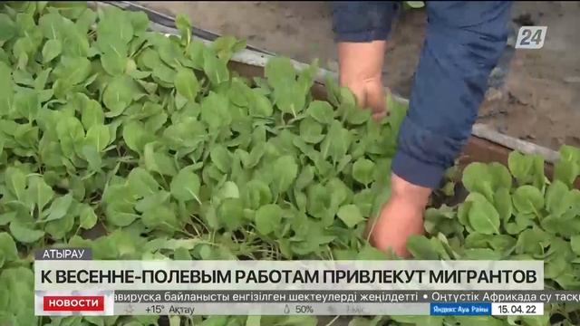 Мигрантов привлекут к весенне-полевым работам в Атырауской области смотреть онлайн