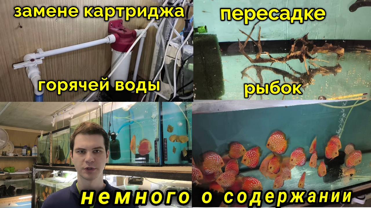 Немного о содержании дискусов смотреть онлайн