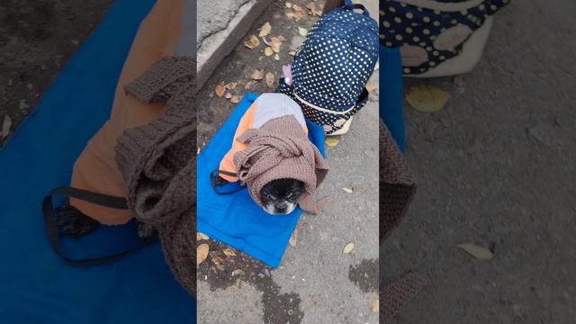 Рони Казаченко на прогулке