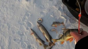 Рыбалка со льда на жерлицы и безмотылку (Чёртик, мухомормыш, гвоздешарик)