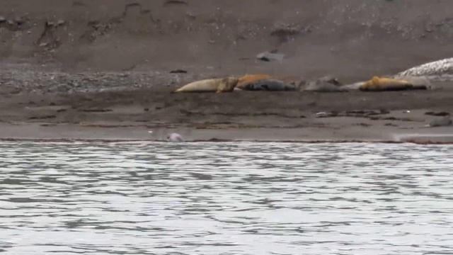Antarctica Антарктида - круиз от Аргентины до Чили через Антарктику за 8 дней! смотреть онлайн