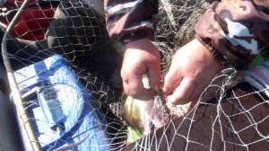 Судаки поперли,а щука пропала...