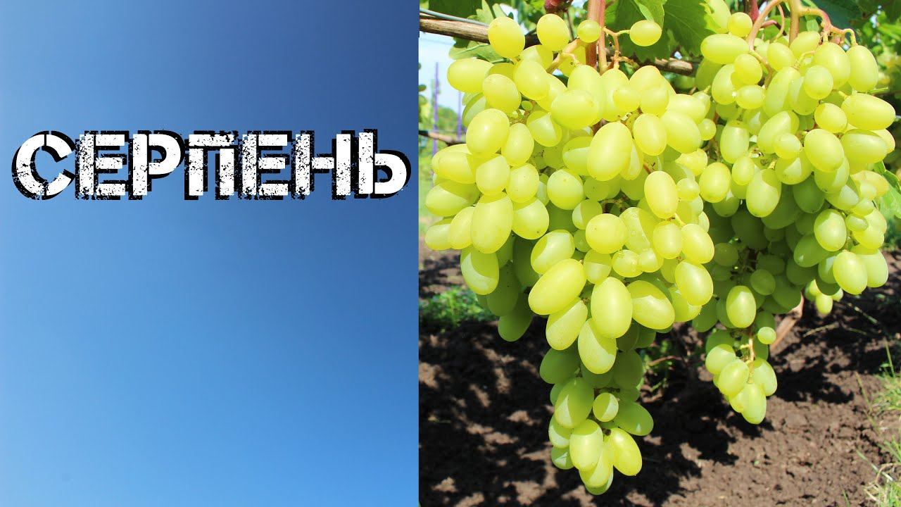 Серпень План робіт на винограднику смотреть онлайн