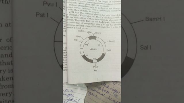 Plasmid vector #viral #short #video смотреть онлайн