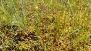 Ельня : самое популярное болото Беларуси.