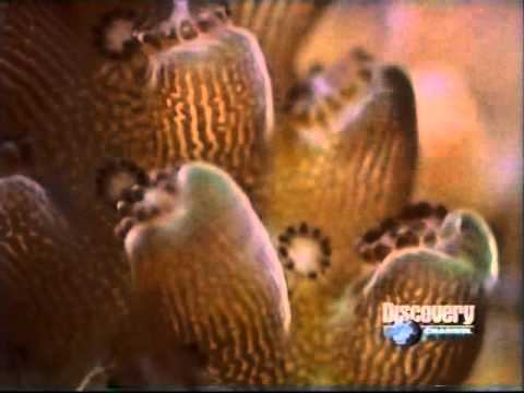 COC-BIOLOGIA-CORAIS MONÓICO PLANETA AZUL-ARTHUR SIMÕES смотреть онлайн