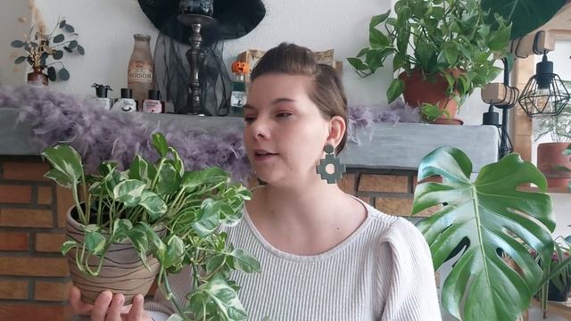 Pourquoi nettoyer les feuilles des plantes vertes ? 🌿 смотреть онлайн