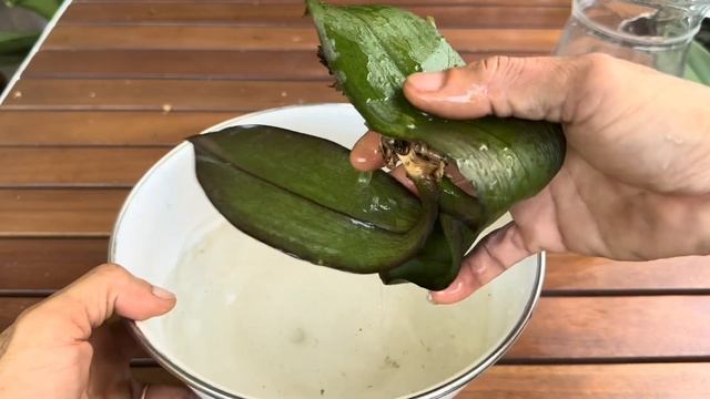 Chỉ đổ 1 ly! Cây lan yếu nhất lập tức khoẻ và nở hoa quanh năm смотреть онлайн