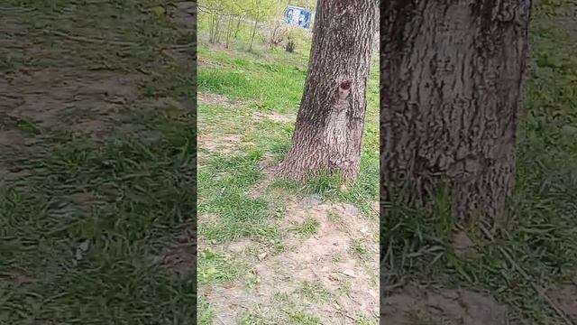 это дерево определённо мальчик смотреть онлайн