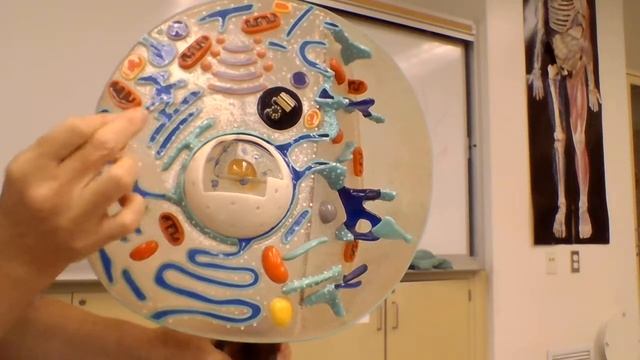 Structure of an Animal Cell смотреть онлайн