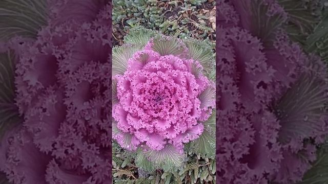 Декоративная капуста смотреть онлайн