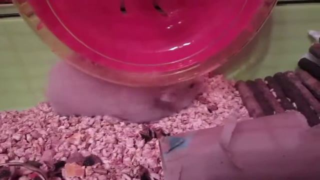 Эльфика плющит смотреть онлайн