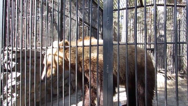 Алтай решил почесать спинку 16.04.19 смотреть онлайн