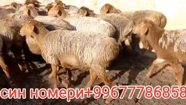 21 баш бооз кой са-т шашылгыла чалгыла 🚚🚛 смотреть онлайн