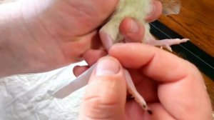 исправляем без лекарственных препаратов шпагата-вертолёта у индюшат