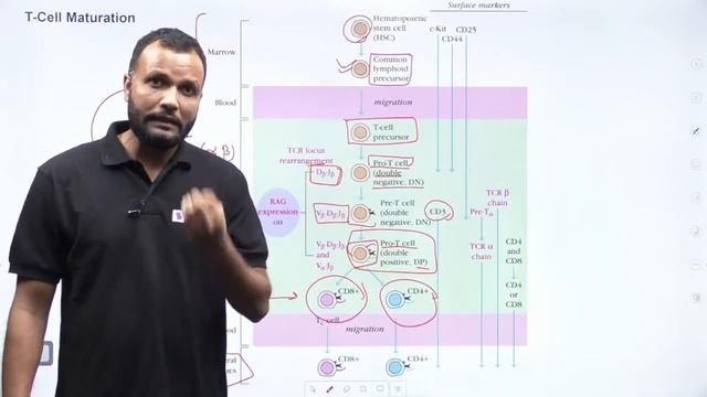 T Cell Receptor and Development | Important Problems Discussed for CSIR NET 2022 смотреть онлайн