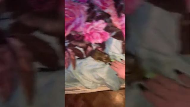Degu plays like a kitty. Дегу играется как котёнок. смотреть онлайн