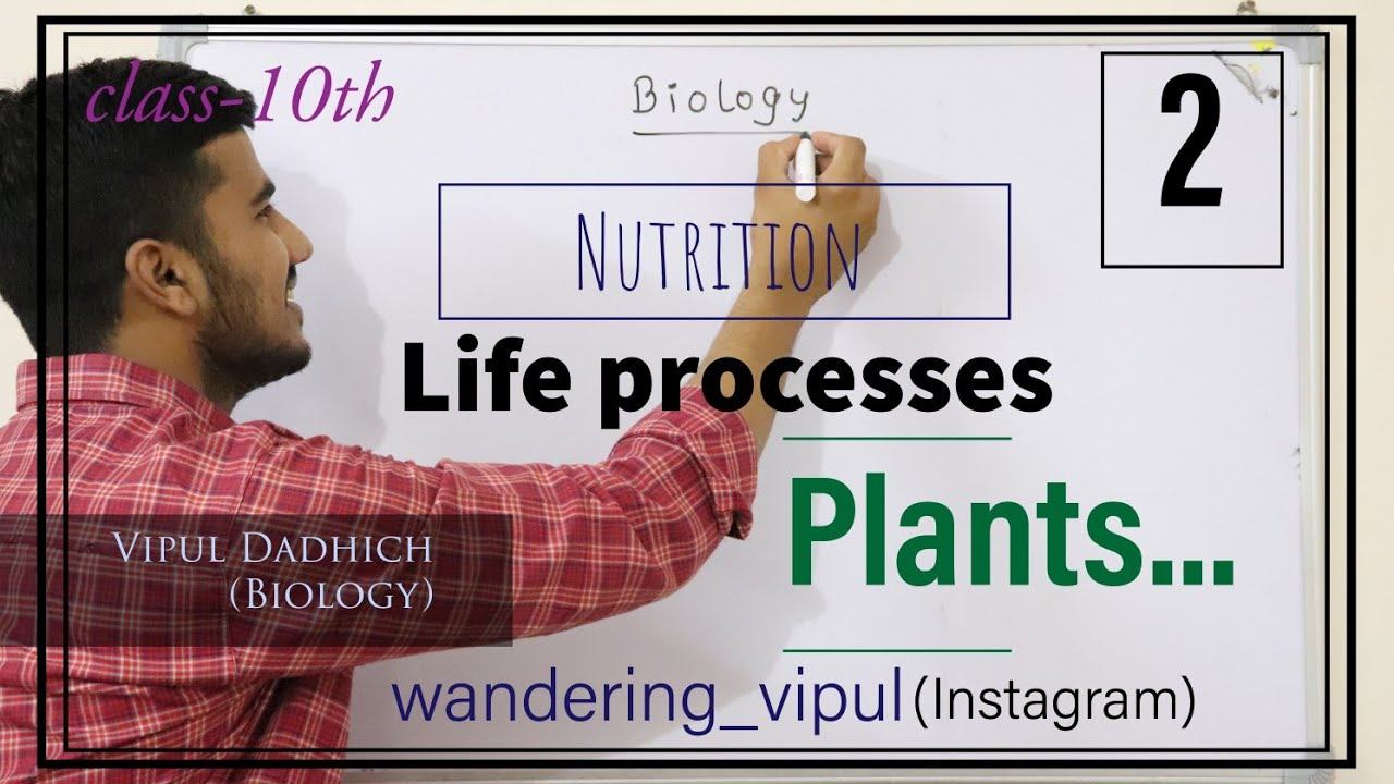 Life processes I nutrition in plants I photosynthesis I plastid I leaf I class 10 I cbse I science смотреть онлайн