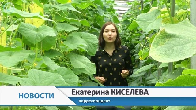 Холодный июль и горячая пора для садоводов. Как сохранить хороший урожай нынешним летом? смотреть онлайн