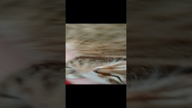 Коте котёнок смотреть онлайн