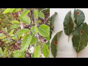 Обработка груши от ржавчины в апреле.