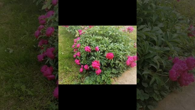 Жизнь простого пенсионера из села. Для души... 🥰💕💞🌼🖐️ смотреть онлайн