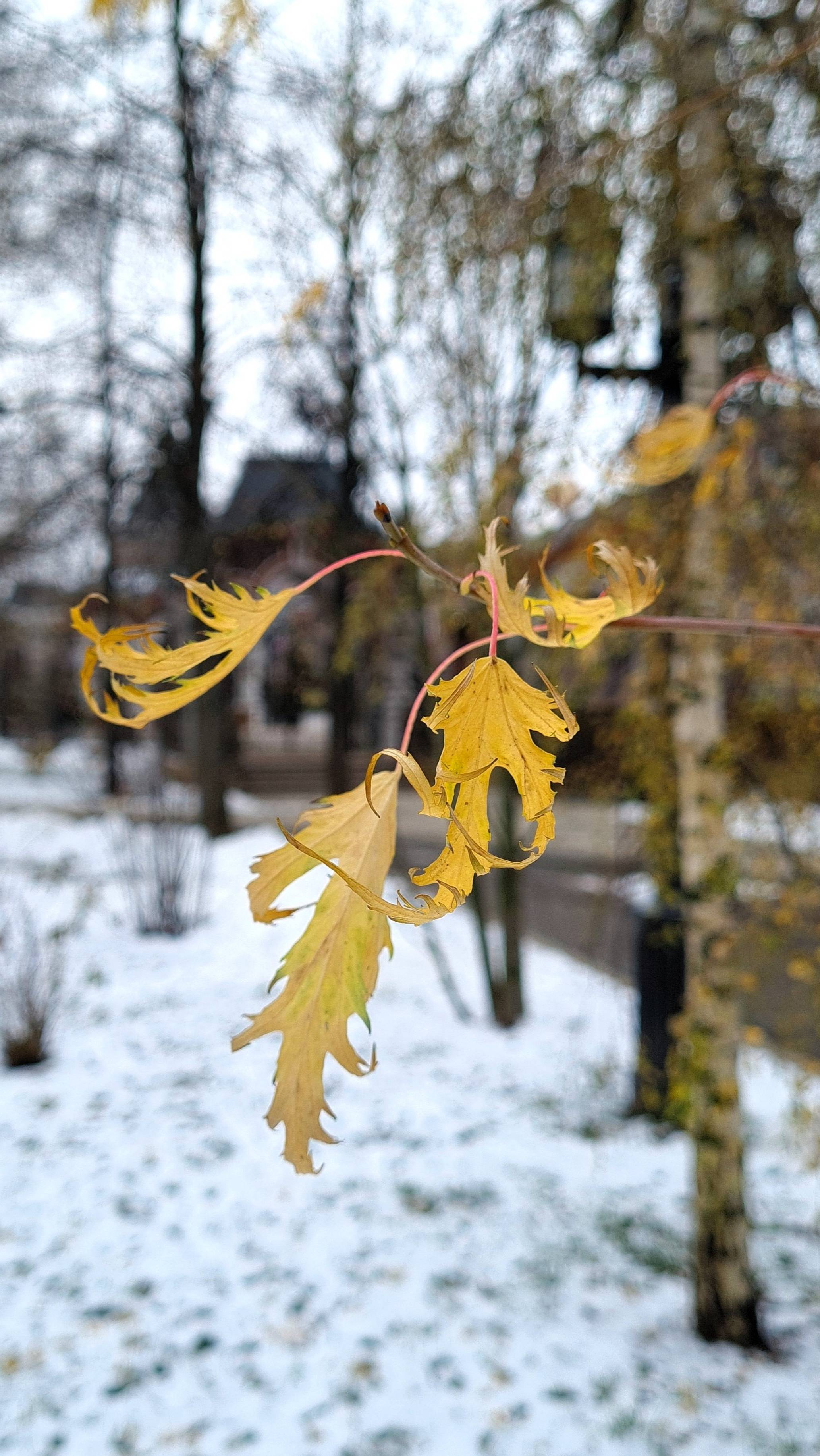 Листья в конце ноября 2024г