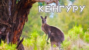 Кенгуру  чудо природы Австралии