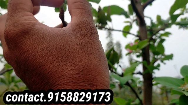 apple farming maharashtra,India,Kenya,bhihar, Karnataka,all stetas 100%sacsefull #Anna, #hrmn99,🍎🍎🍎 смотреть онлайн
