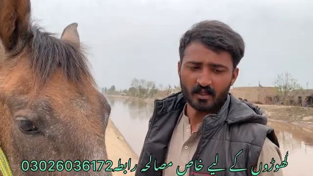 Horse Mandi Amin Pur Bangla смотреть онлайн