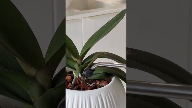 Фаленопсис без имени #комнатныерастения #plants #фаленопсис смотреть онлайн