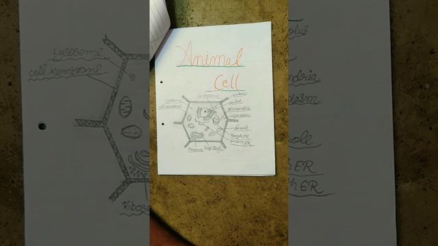 The functional units of cell ll Member of cell organelles ll science project for class 8,9 ll смотреть онлайн