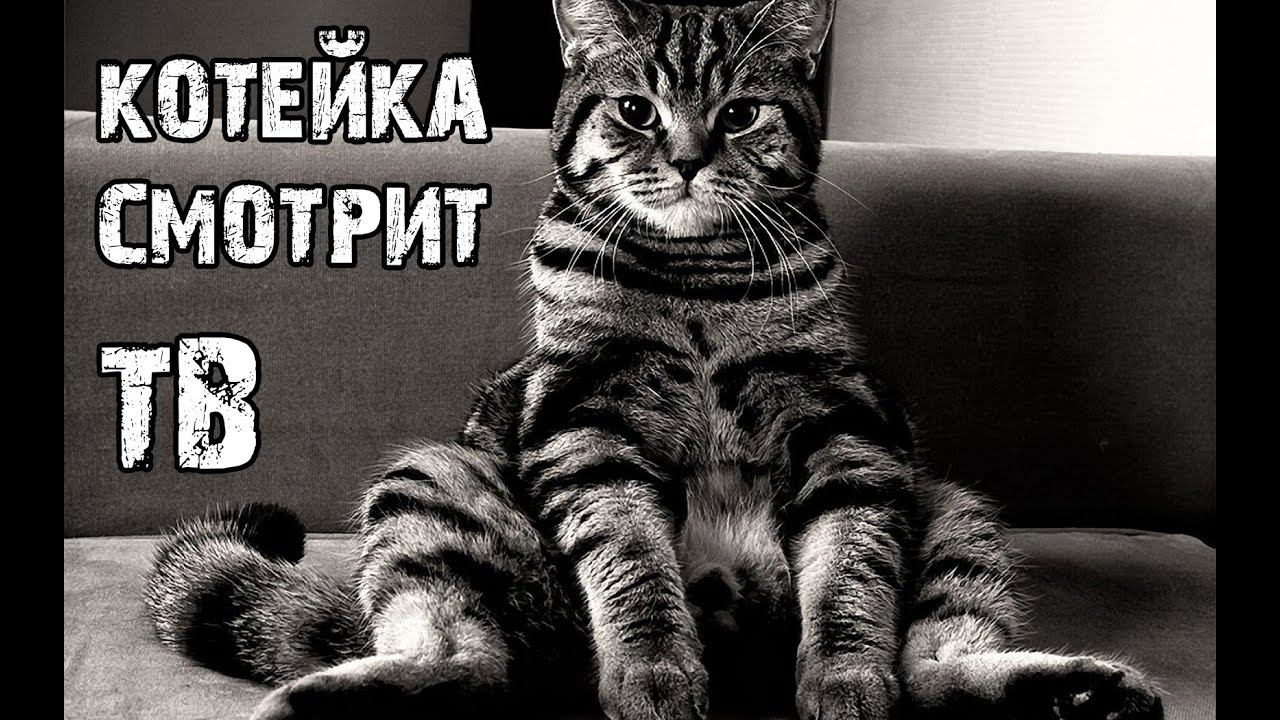 Кот смотрит телевизор (Cat and TV) смотреть онлайн