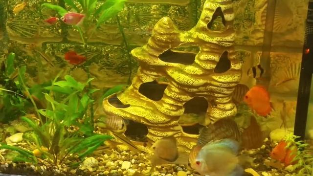 Мой аквариум с дискусами смотреть онлайн