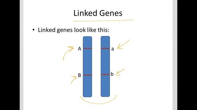 unlinked and linked genes смотреть онлайн