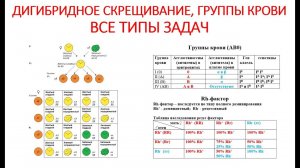 ДИГИБРИДНОЕ СКРЕЩИВАНИЕ. ГРУППЫ КРОВИ. ВСЕ ТИПЫ ЗАДАЧ,