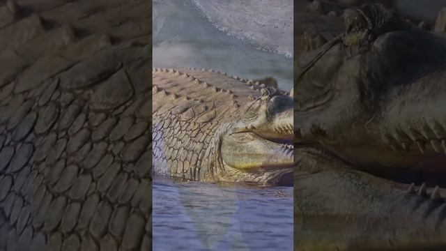 india's impressive biodiversity смотреть онлайн