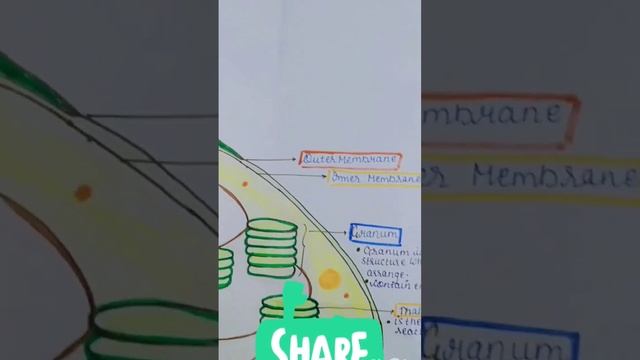 CHLOROPLAST IN PLANT CELL || Chloroplast easy diagram .#neet#biology #chloroplast смотреть онлайн