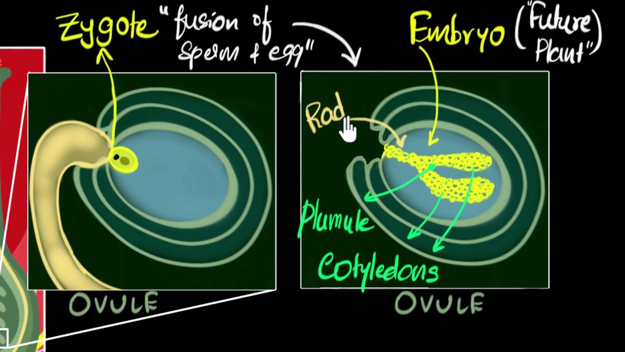 Fertilisation, zygote, embryo, germination | How do organisms reproduce | Biology | Khan Academy смотреть онлайн
