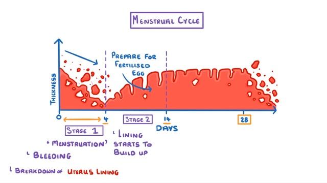 GCSE Biology - The Menstrual Cycle & Puberty #60 смотреть онлайн
