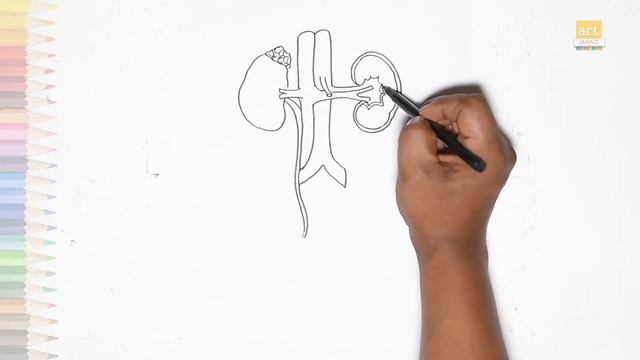 Human kidney anatomy diagram easy | How to draw Human kidney anatomy diagram for school / college смотреть онлайн